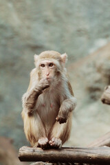 Monkey is eating, monkey hill.