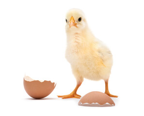Little chick with egg shell isolated on white background