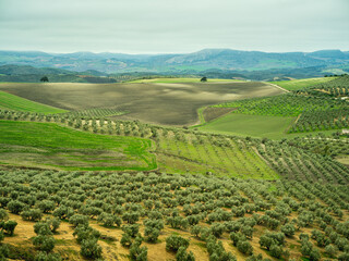Fototapeta na wymiar Landscape panorama of olive trees in Spain