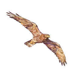Flying realistic Butastur indicus bird in digital pastel drawing art illustration