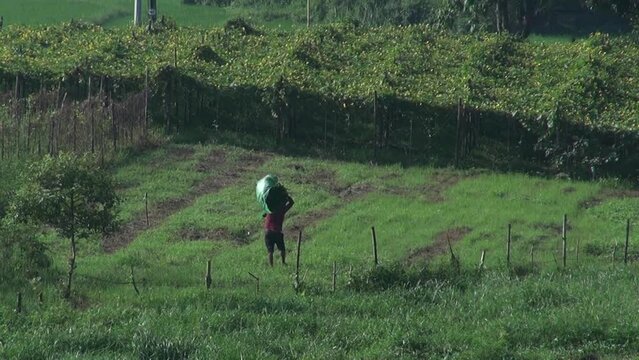 Filipino farmer walking across the field doing farm work and maintaining his crops, carrying a heavy load.