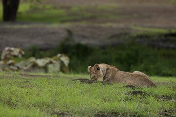 Wild in wild of Gir National Park
