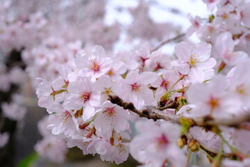 桜