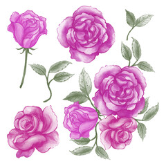 pattern with violet pink roses