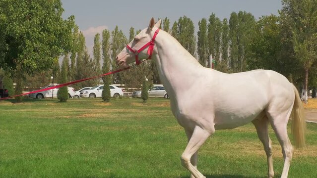White horse walks outdoors on the lawn in the city