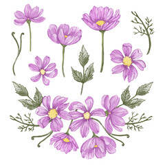 set of purple cosmos flowers