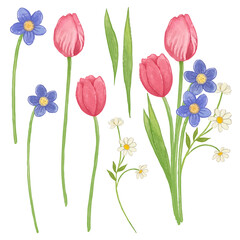 bouquet of tulips isolated white background