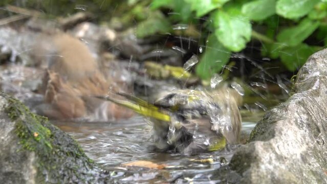 Gr&uuml;nfink badet