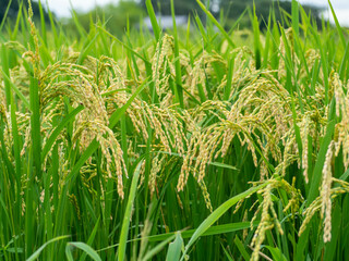 収穫間近の稲穂