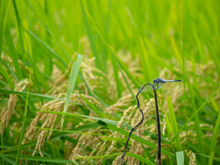 収穫間近の稲穂とトンボ