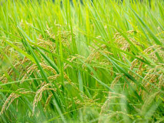 収穫間近の稲穂