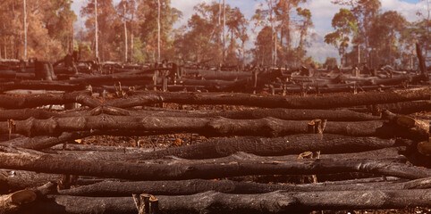 Forest conservation concept.Wood cutting, burning wood, destroying the environment.Area of illegal deforestation of vegetation native to the Laos forest,ASIA.