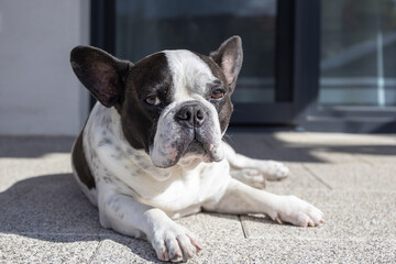 Fototapety na wymiar - Fototapeta24.pl