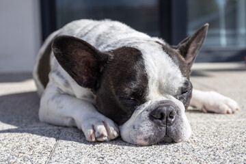 French bulldog lying on a garden terrace