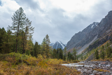 Fototapeta premium Dramatic autumn landscape with yellow larch trees against snowy mountain peak in low clouds. Forest among fading gold flora with view to snow peaked top in overcast. Golden autumn colors in mountains.