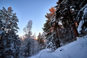 Sunrise in the wood between the trees strains in winter period. Winter forest on the morning.