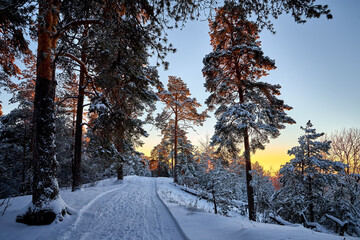 Sunrise in the wood between the trees strains in winter period. Winter forest on the morning.