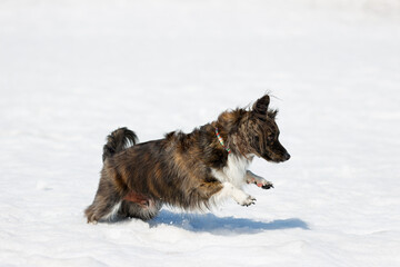 雪の上で遊ぶチワックスの犬