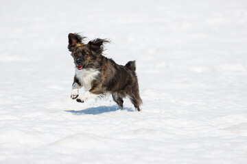 雪の上で遊ぶチワックスの犬