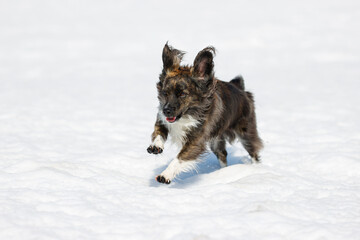 雪の上で遊ぶチワックスの犬