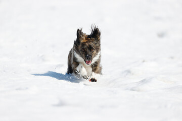 雪の上で遊ぶチワックスの犬