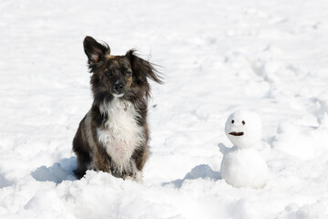雪の上で雪だるまと一緒の犬