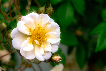 Blossom of an white rambling rose flower