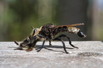 Yellow murder fly or yellow robber fly with a bumblebee as prey. Insect is sucked