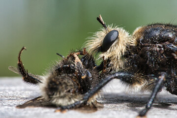 Yellow murder fly or yellow robber fly with a bumblebee as prey. Insect is sucked