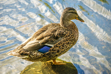 duck on the water