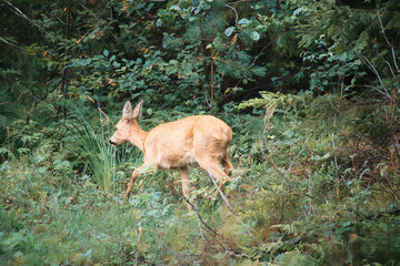 Deer in a clearing in front of the forest looking at the viewer. Wildlife observed