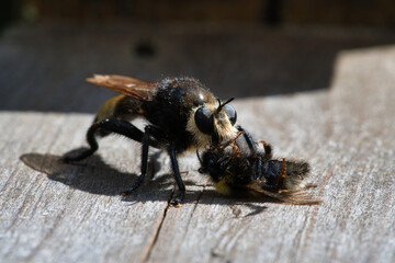 Yellow murder fly or yellow robber fly with a bumblebee as prey. Insect is sucked