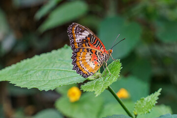 butterfly on leaf