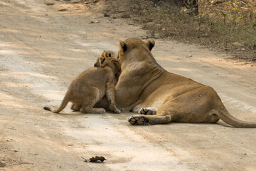 Fototapeta premium Wild in wild of Gir National Park