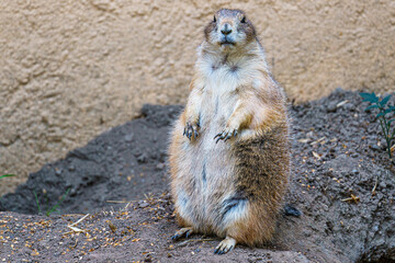 prairie dog on the ground