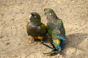 budgie