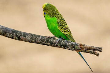 budgie