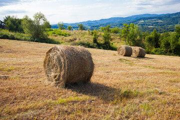 Countryside summer farmland nature landscape. Golden round hay bale on agriculture farm pastureland fields  after harvest. Rural scenery.	
