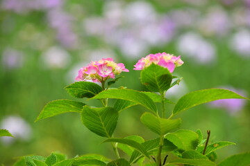 紫陽花