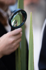 Fototapeta premium Closeup of a man carefully examining the pointed end of a palm frond or lulav used in the ritual celebration of the Jewish holiday of Sukkot.