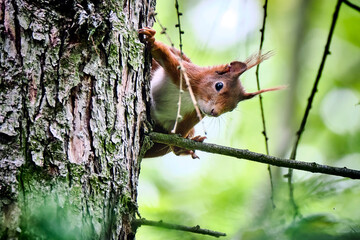Eurasisches Eichhörnchen ( Sciurus vulgaris ). © Michael