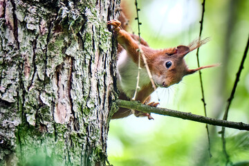 Eurasisches Eichhörnchen ( Sciurus vulgaris ).