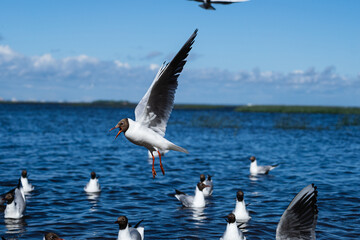 Black headed gull flying above other gulls in water