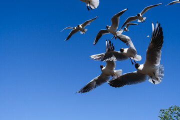 Herring gull white color, under view. Sea gull open wings flying on clear blue sky background.