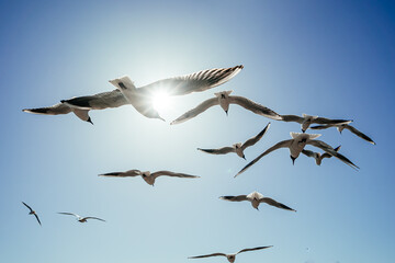 Herring gull white color, under view. Sea gull open wings flying on clear blue sky background.