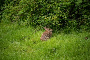 Eastern cottontail