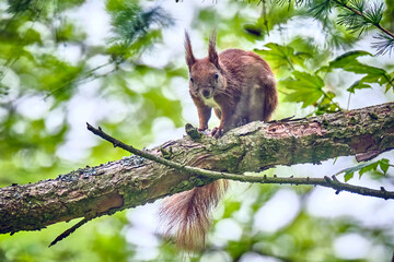 Eurasisches Eichhörnchen ( Sciurus vulgaris ). © Michael