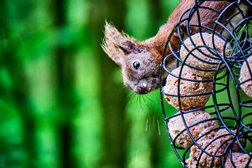 Eurasisches Eichhörnchen ( Sciurus vulgaris ).