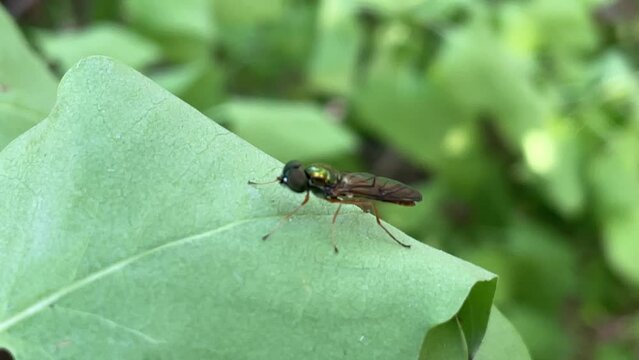 Eine Sargus bipunctacus im Stadion Imago auf einem Blatt.