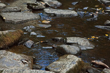 Rapids on a mountain river in the Karelian forest